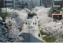 서울시, ‘아름다운 봄 꽃길 171선’에서 인생의 꽃길을 걸어보세요
