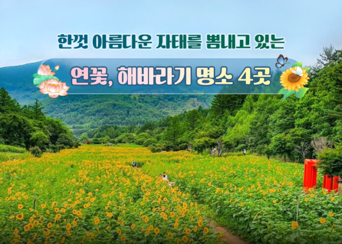 한껏 아름다운 자태를 뽐내고 있는 연꽃, 해바라기 명소 4곳