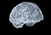 “뇌도 매일 운동이 필요합니다”… 일상 속 실천하는 뇌건강 습관 a close up of a human brain on a black background