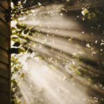 만성피로, 일상 속 ‘소진’ 탈출을 위한 최신 건강 트렌드와 실천 루틴 sun rays coming through trees