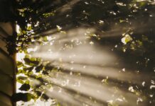 만성피로, 일상 속 ‘소진’ 탈출을 위한 최신 건강 트렌드와 실천 루틴 sun rays coming through trees