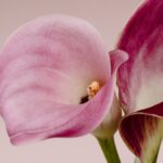 변화하는 여성 건강관리, 작지만 확실한 실천이 열쇠 Two pink and purple calla lilies against a light background